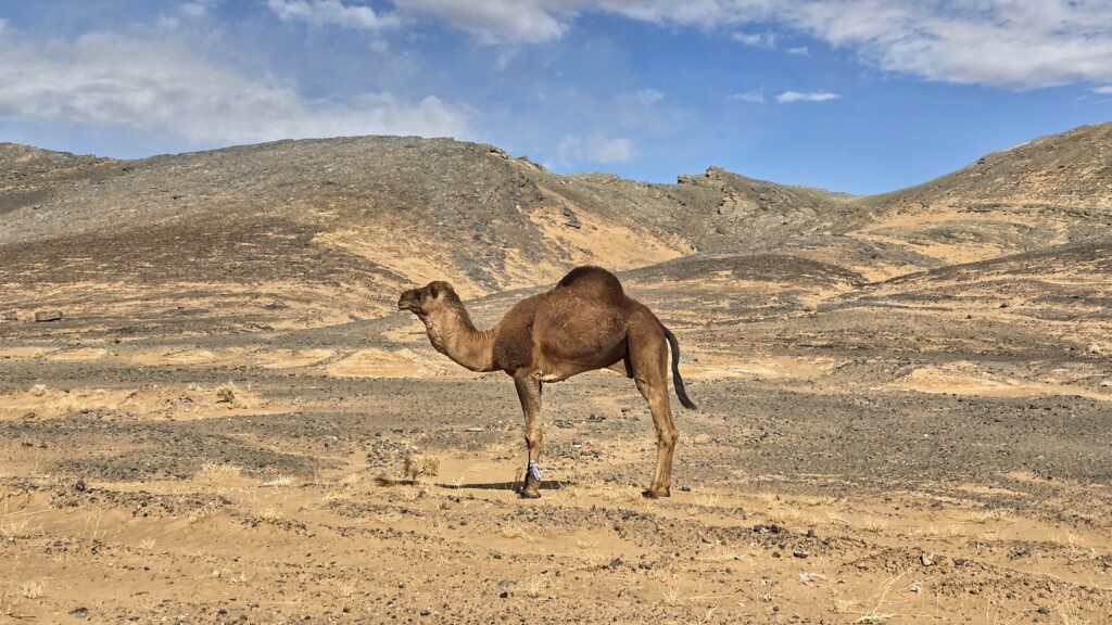 Wielbłąd na tle pustyni Sahara