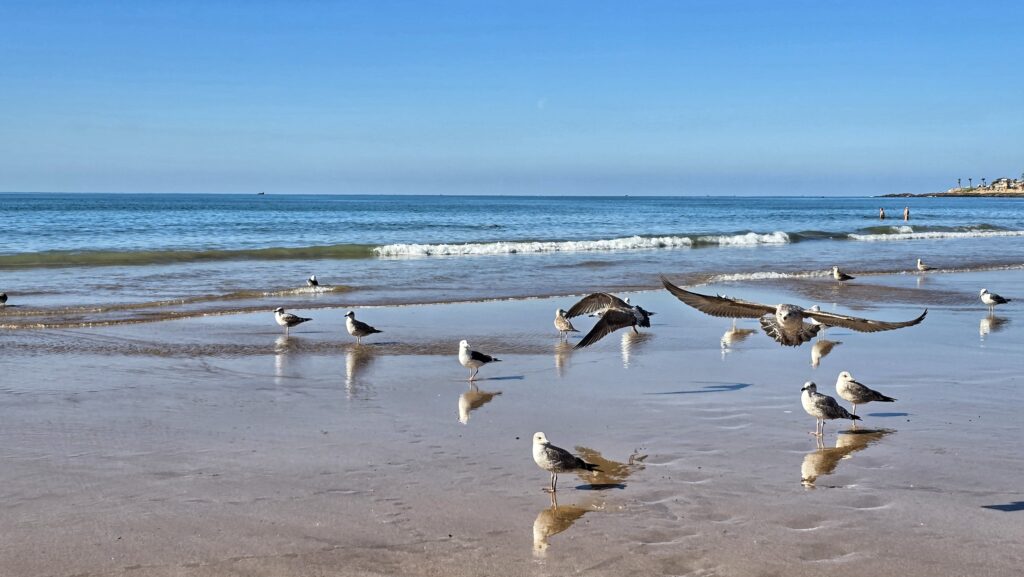 mewy na brzegu oceanu