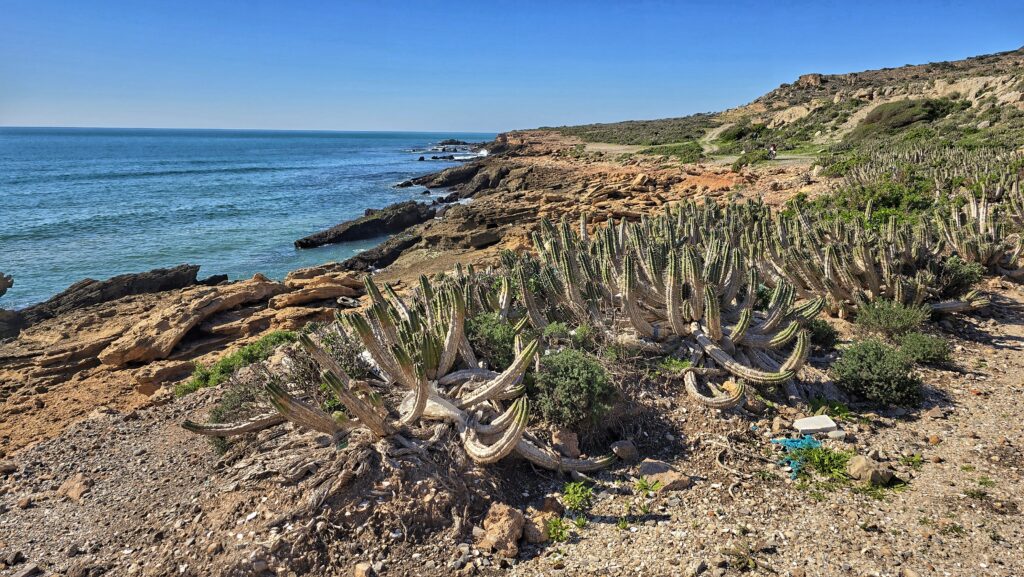 klifowe wybrzeże, ocean, kaktusy na brzegu
