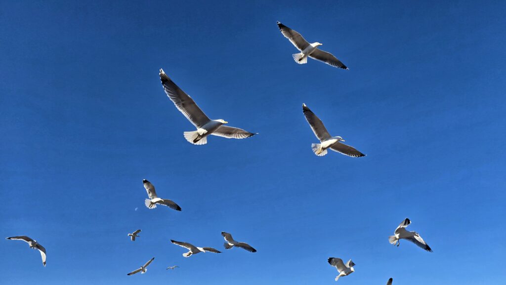 mewy na tle błekitnego nieba