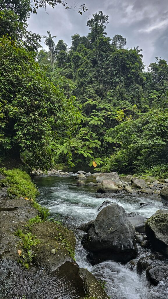 kamienie, zeka i zieleń dzungli
