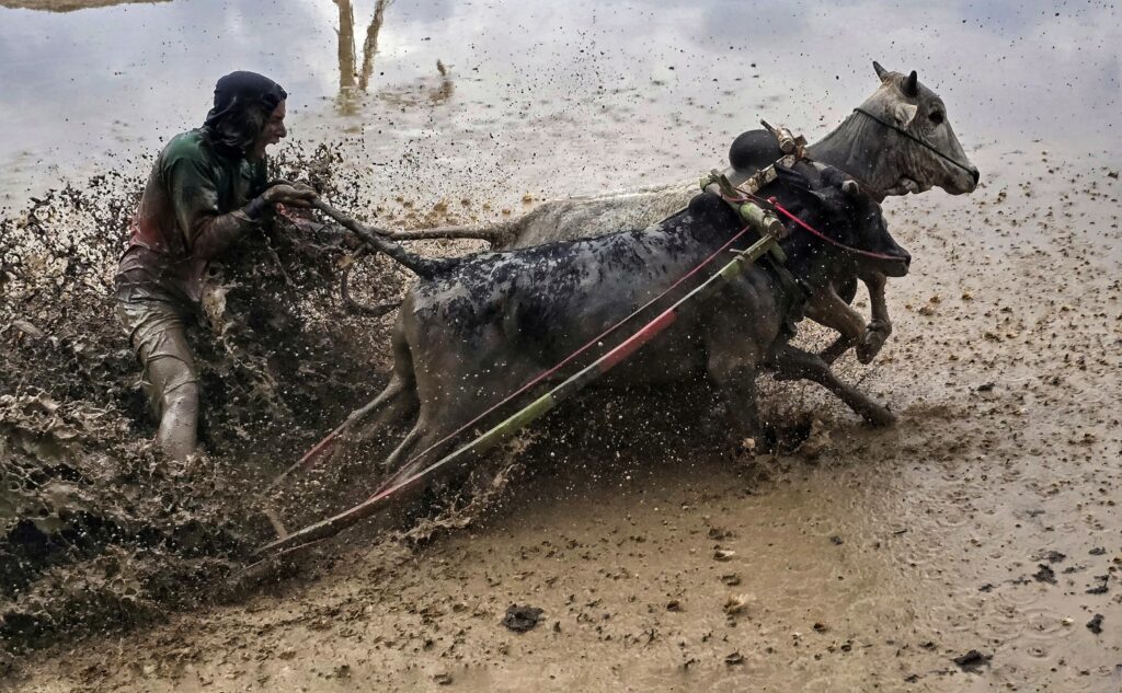 pacu jawi - wyścigi byków