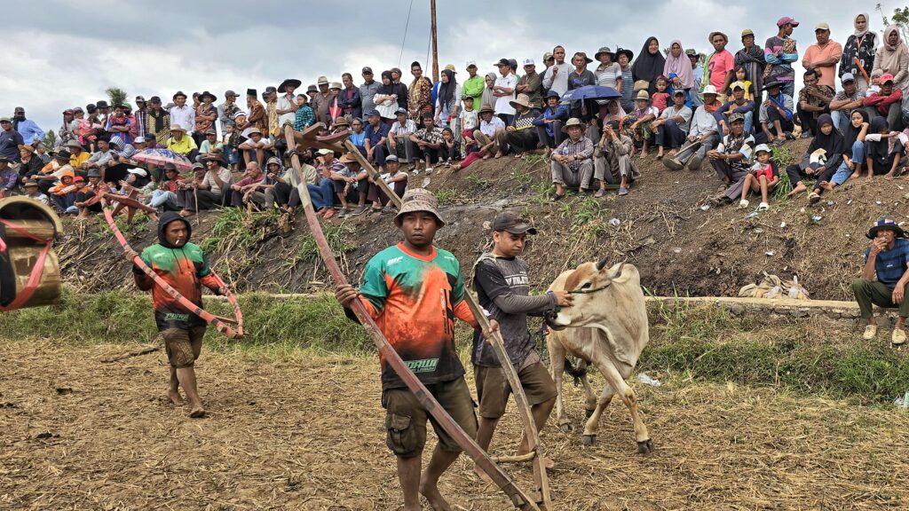 byki prowadzone przez dzokejów na wyścigi pacu jawi
