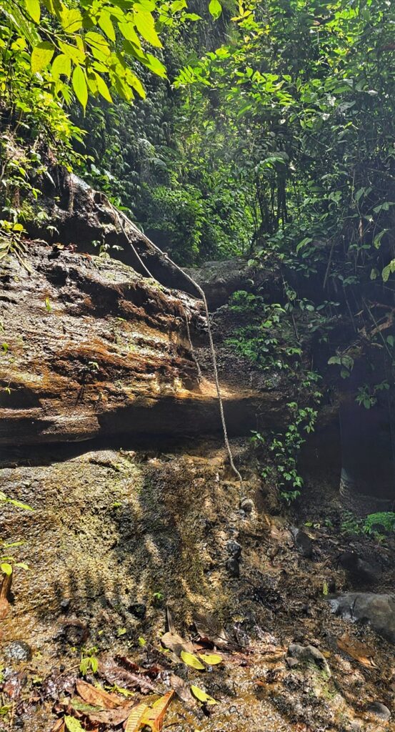 lina, dzungla, skała