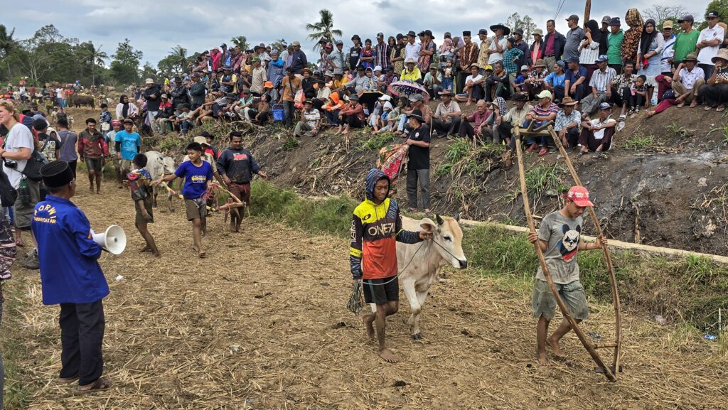 przygotowania byków do wyścigu