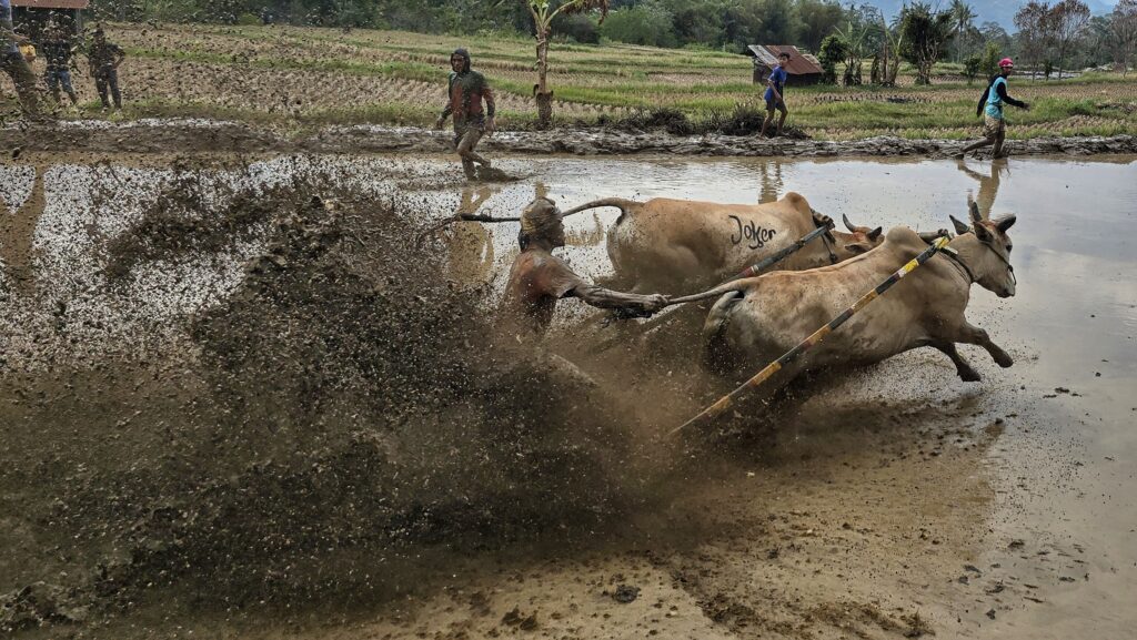 pacu jawi - wyścigi byków