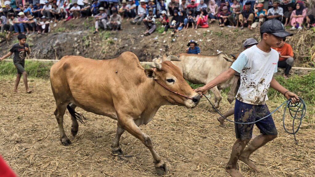 młody chłopak prowadzi byka na wyścig