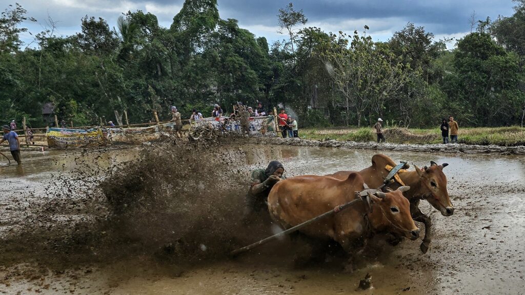 pacu jawi - wyścigi byków