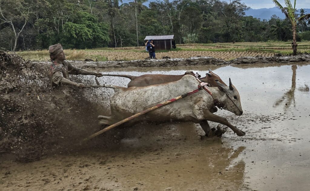 pacu jawi - wyścigi byków