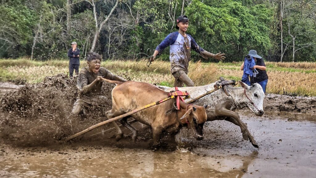 pacu jawi - wyścigi byków