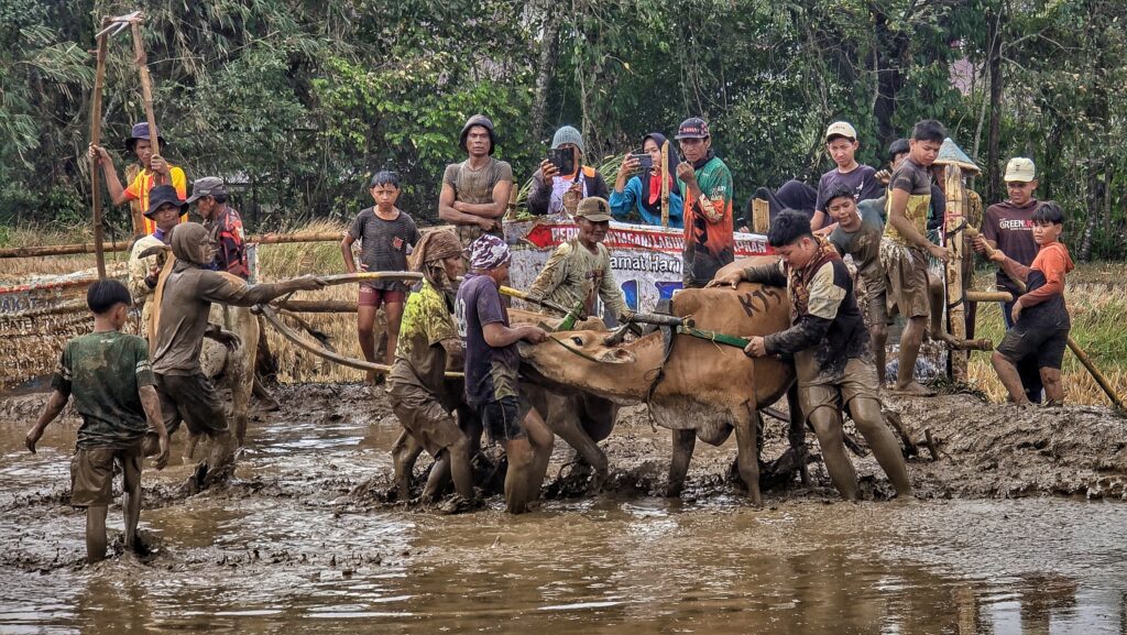 przygotowania do wyścigu pacu jawi