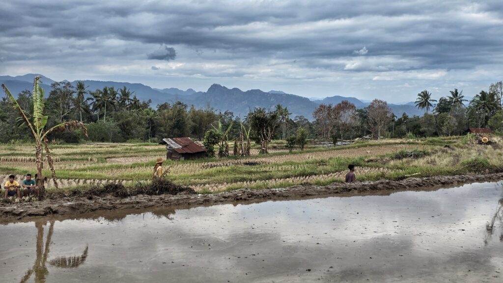 zalane woda pole ryżowe