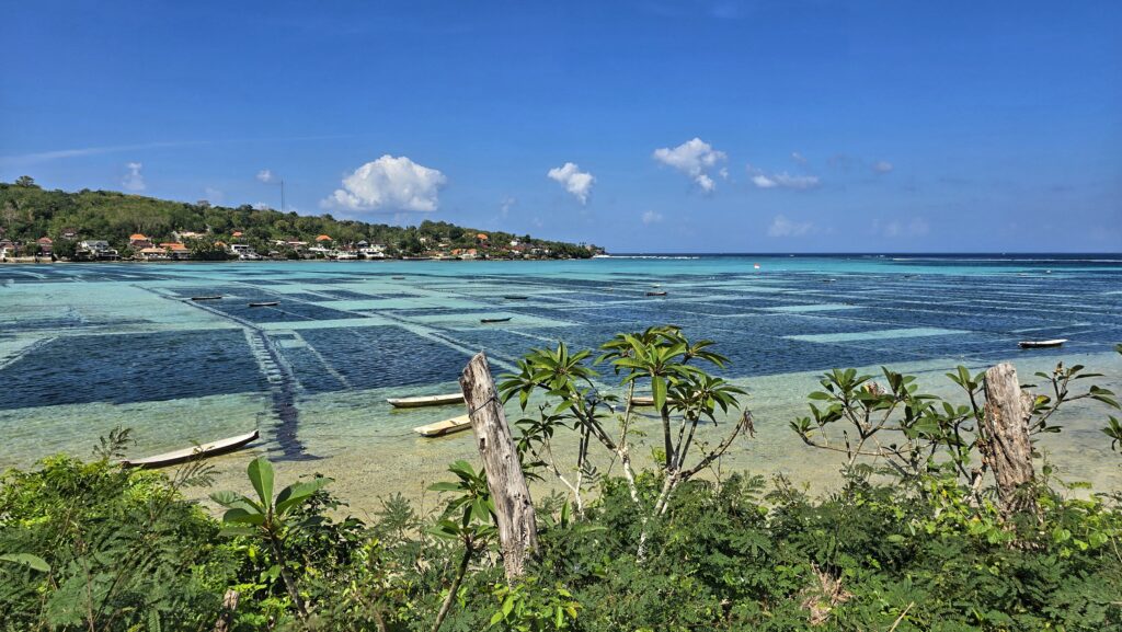 Wodorosty na nusa lembongan